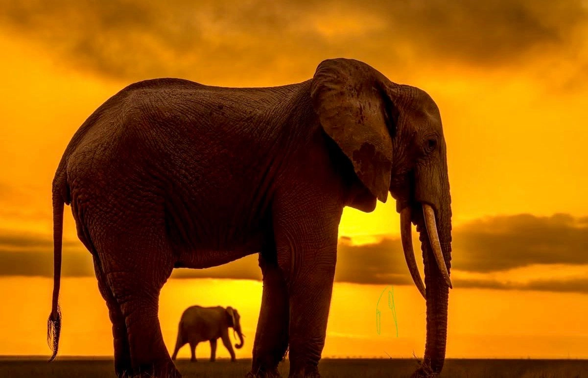 Terms of Services